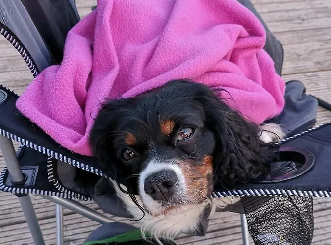 Ferienhaeuser Pannier I Und Oder Ii בית נופש *